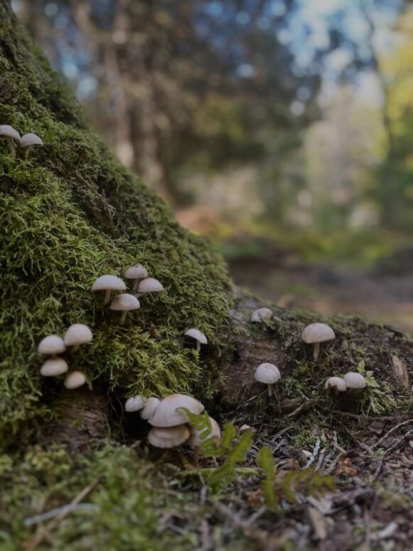 Narnia Trail - Ceadrville