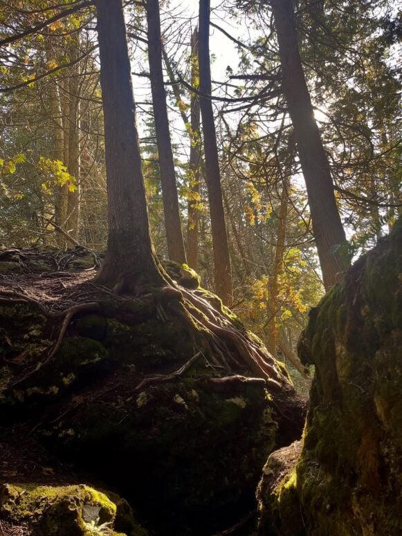 Narnia Trail - Ceadrville