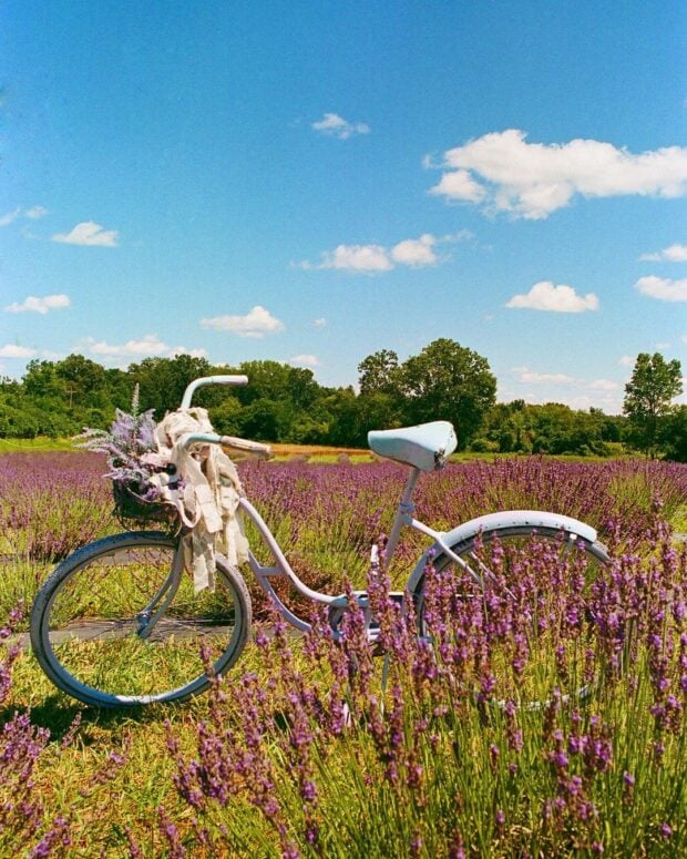 Romeo Lavender Farm-Romeo
