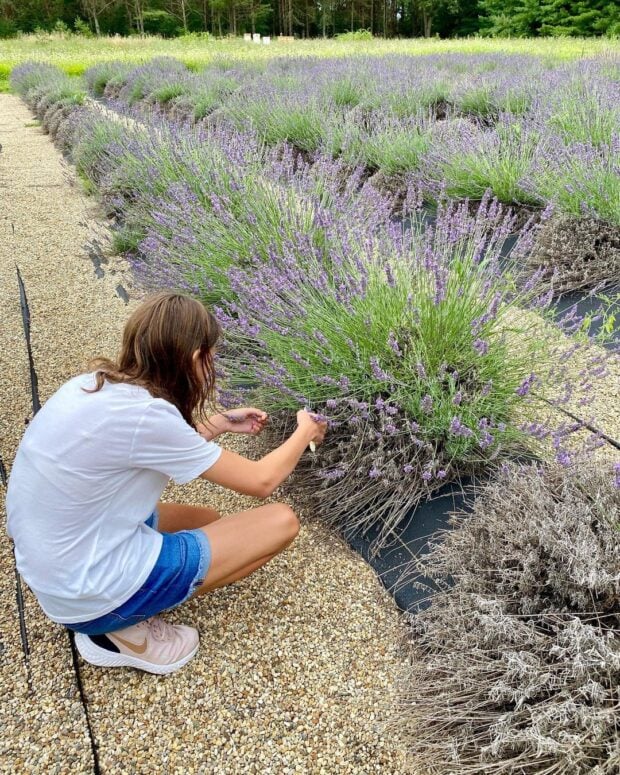 Shades Of Lavender Farm-Mattawan