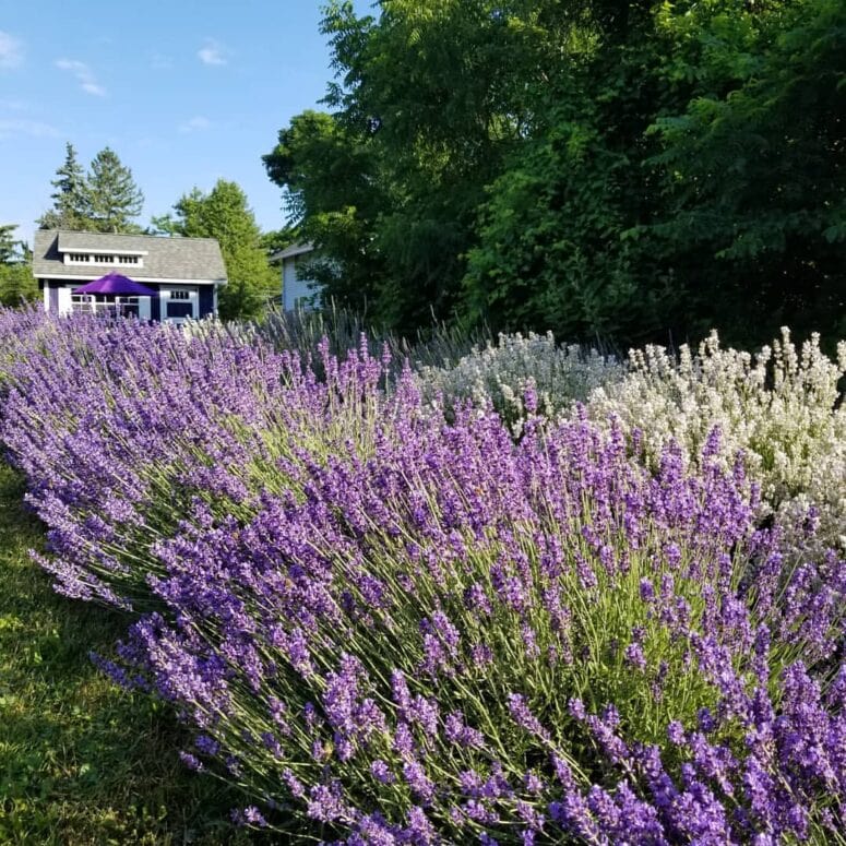 Sixteen Sprigs Lavender Farm-Lansing