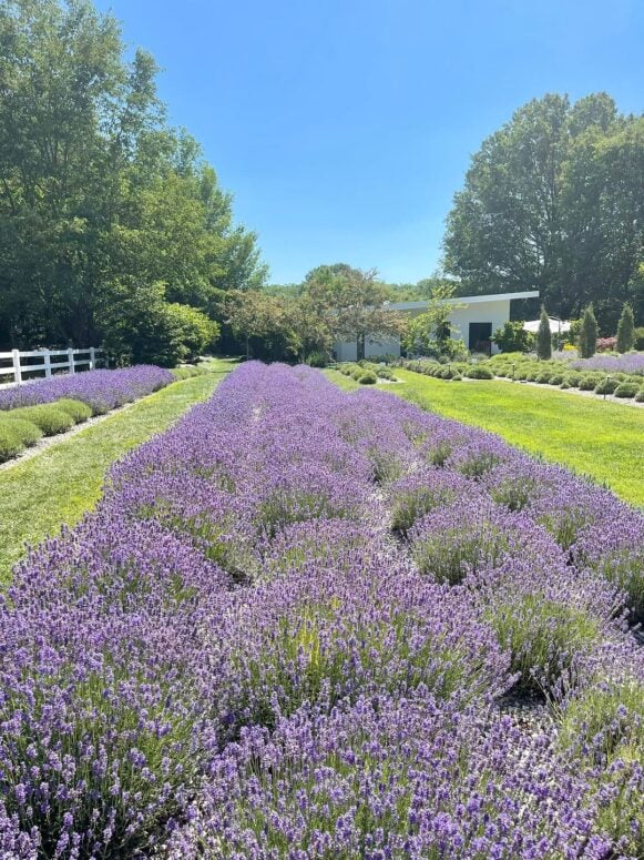 Summerhouse Lavender Farm-Fennville