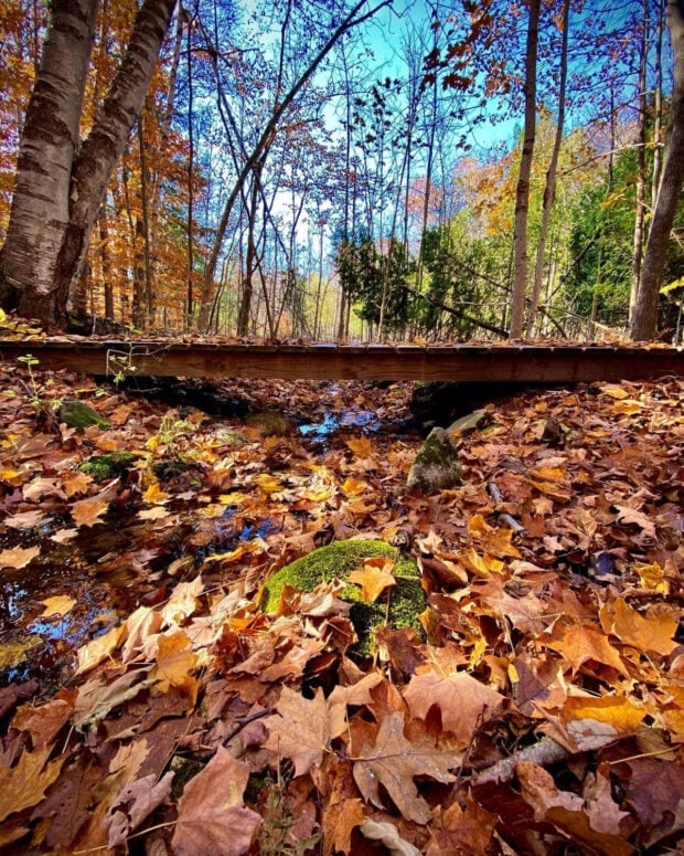 Hoogland Family Nature Preserve, Harbor Springs