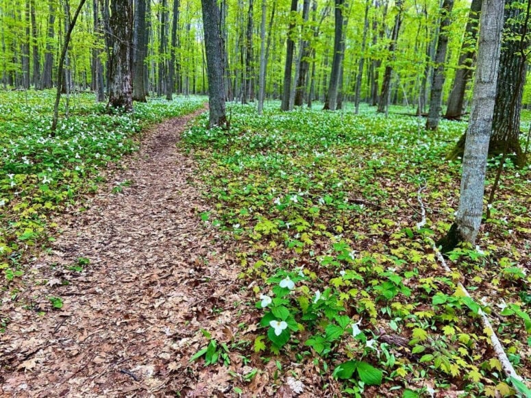 Hoogland Family Nature Preserve, Harbor Springs