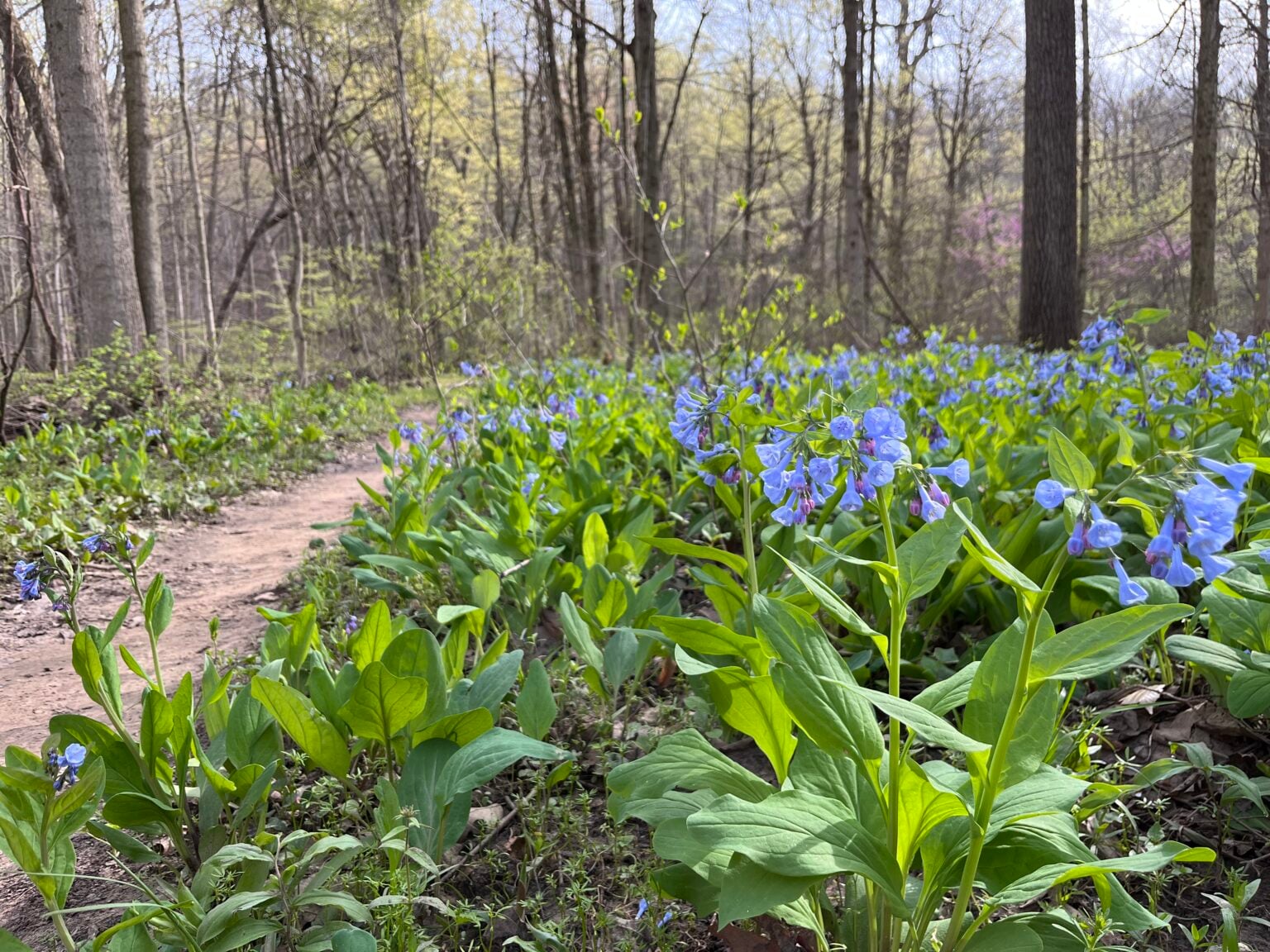 Spring In Detroit The Best Spots in Michigan to Find Trillium & More Spring Wildflowers