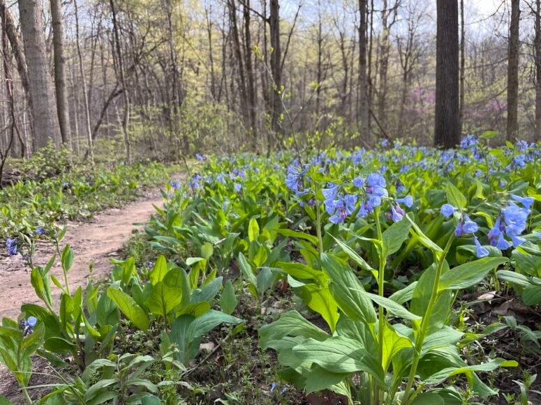 Spring Wildflowers At Aman Park In Grand Rapids