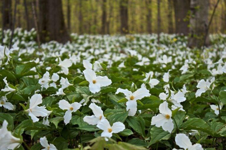 Spring Trillium-SS