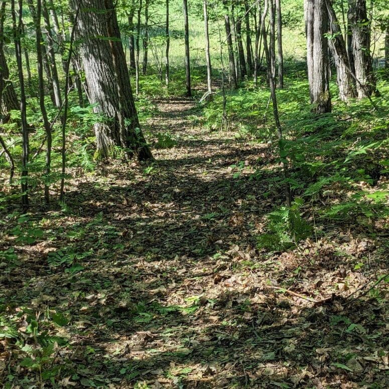 Steve Farm Nature Area-Dollar Bay
