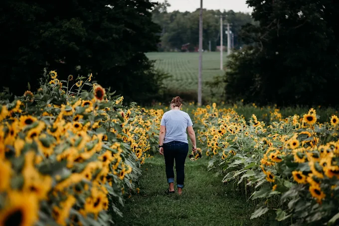 Northfarthing Farms Flower Field