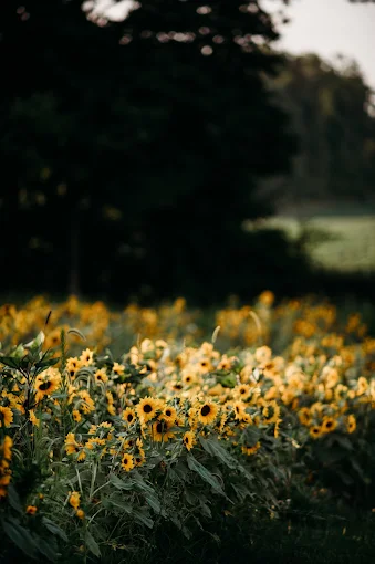 Northfarthing Farms Sunflowers Field Golden Hour
