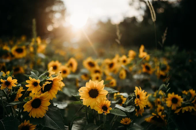 Northfarthing Farms Sunflowers Focus