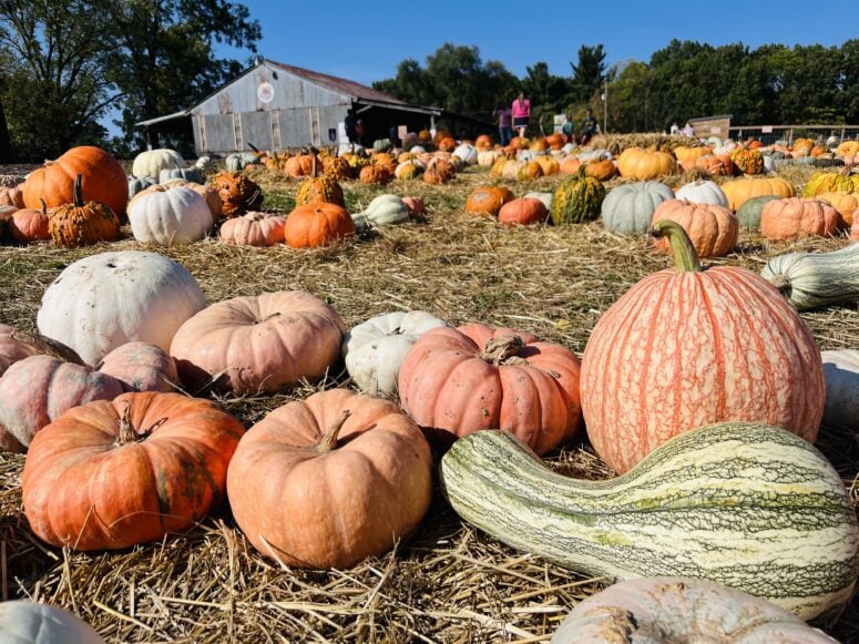 Deep Roots Produce In Alto