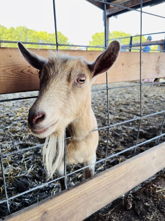 Deep Roots Produce In Alto