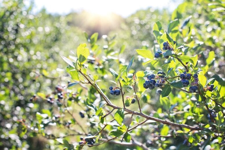 Hazens Blueberry Farm In Howell