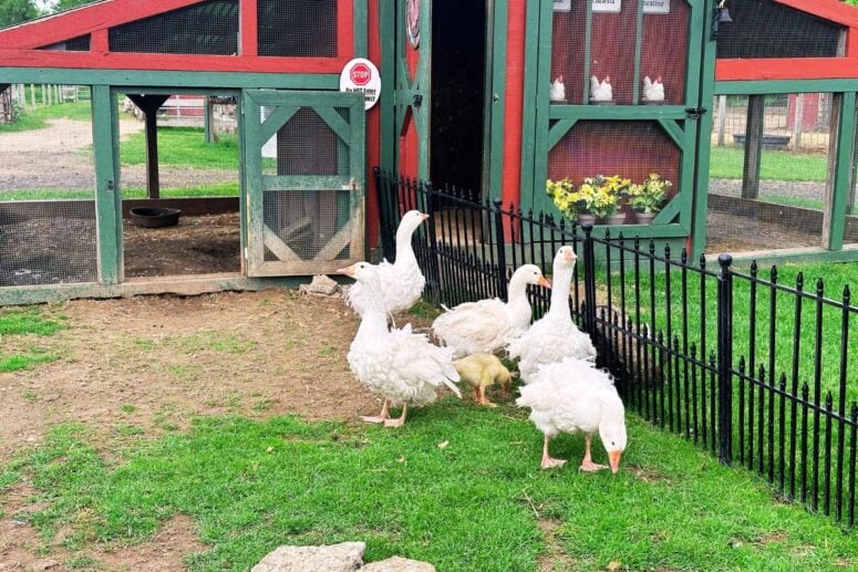 Carousel Acres