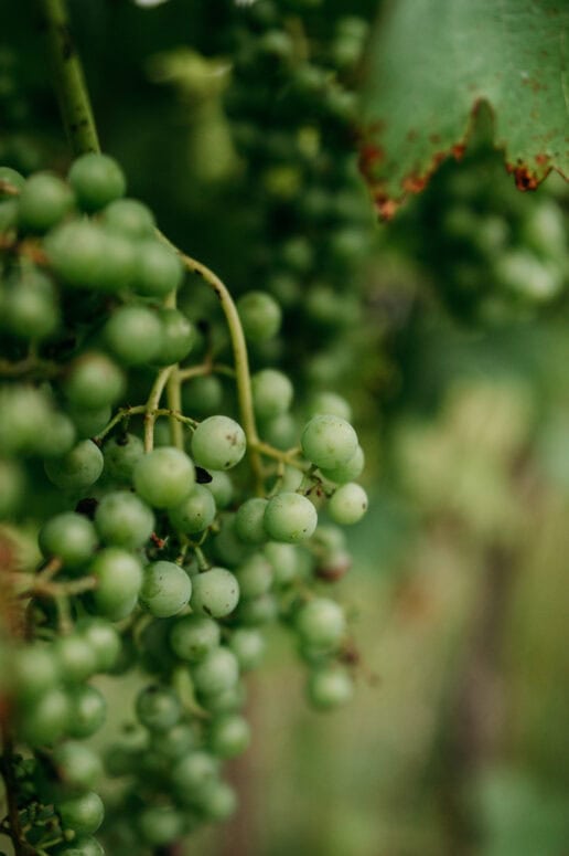Sandhill Crane Vineyards, Jackson