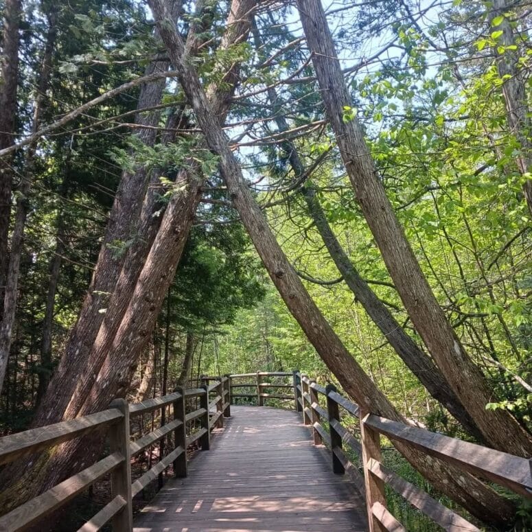 Lower Falls-Boardwalk-Paradise