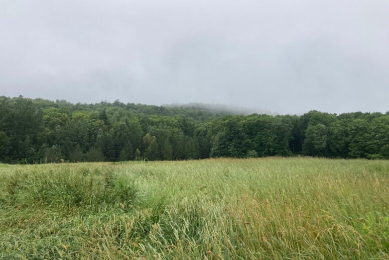 Fog Rolling In Over The Top Of The Treeline.