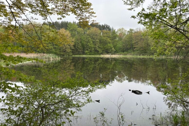 A Marshy Body Of Water Surrounded By Trees At Proud Lake State Recreation Area