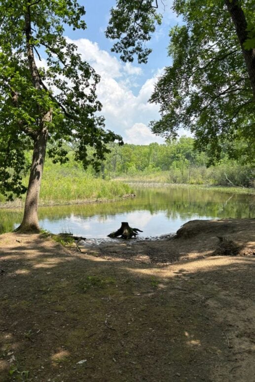 Bank Of The Huron River Framed By Trees At Proud Lake State Recreation Area