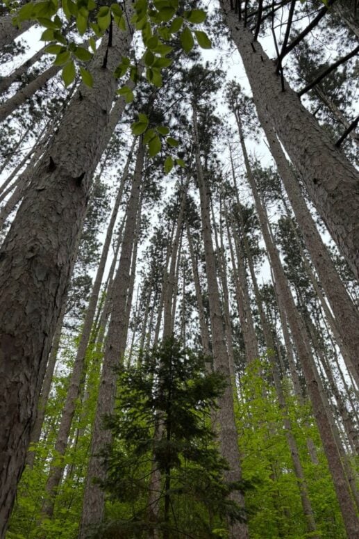 Looking Up At Tall Trees At Proud Lake State Recreation Area