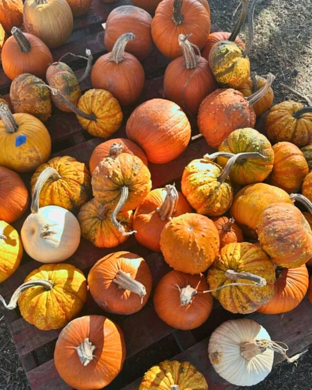 Obstbaum Orchards In Northville
