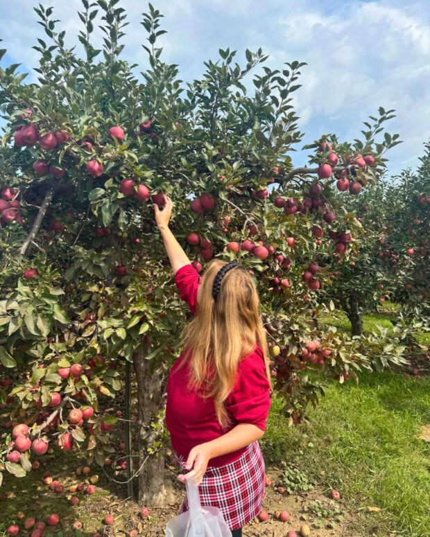 Blake's Orchard