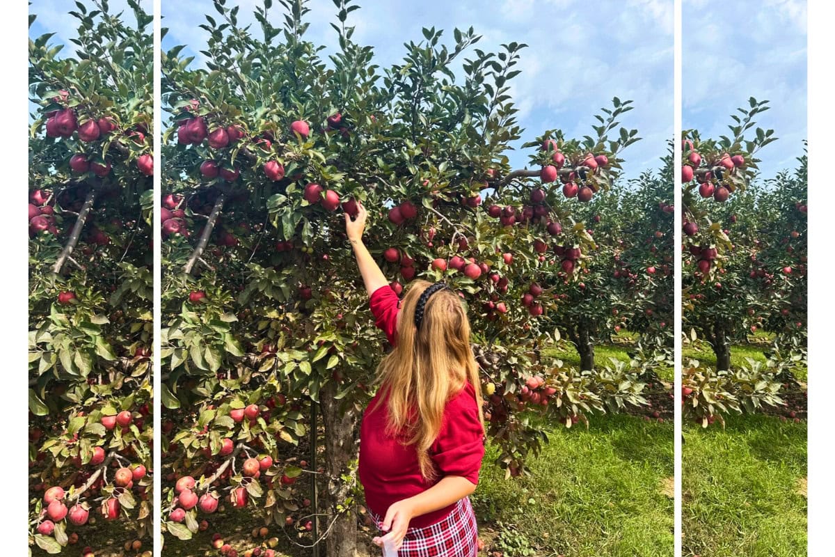 Fall Favorites