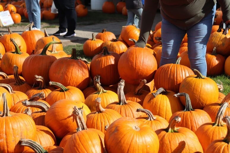 Papa's Pumpkin Patch