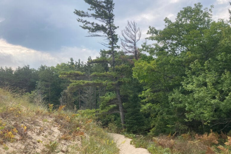 A Windy Path Of Sand That Leads Into A Colorful Forest.