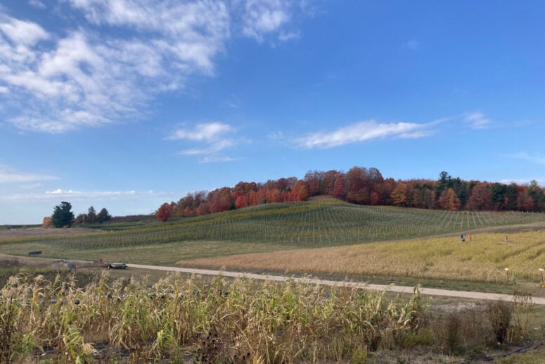 A Cornfield With Colorful Autumn Trees In The Distance.
