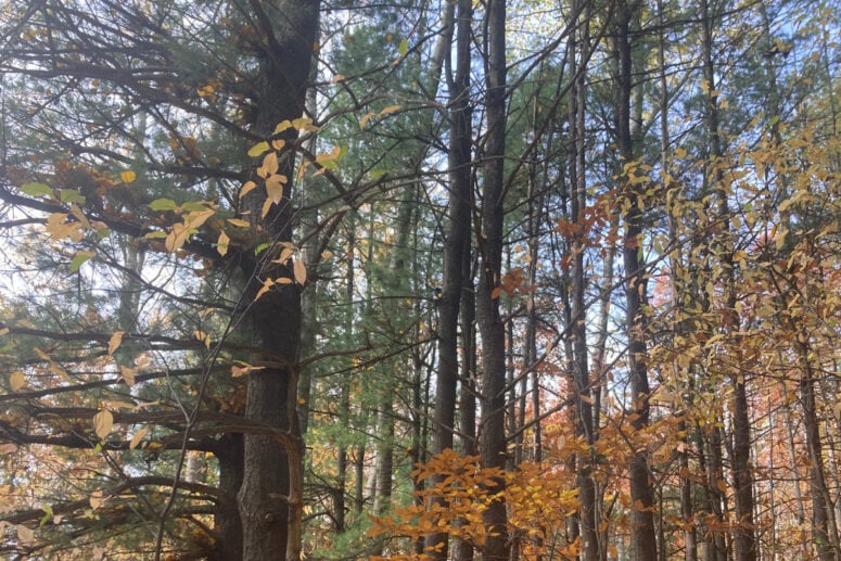 A Fall Display Of Colors In The Forest.