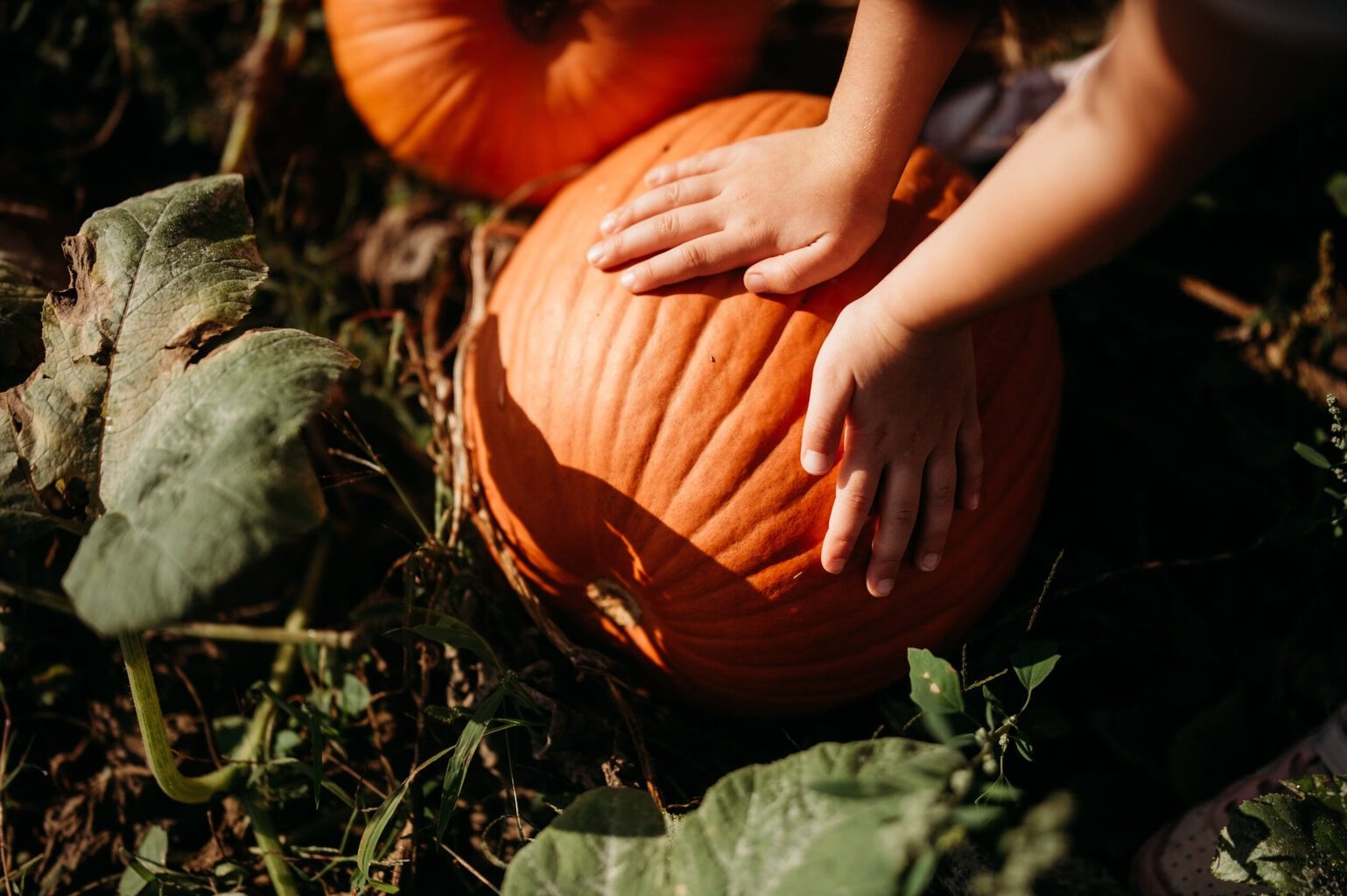 Papa'S Pumpkin Patch