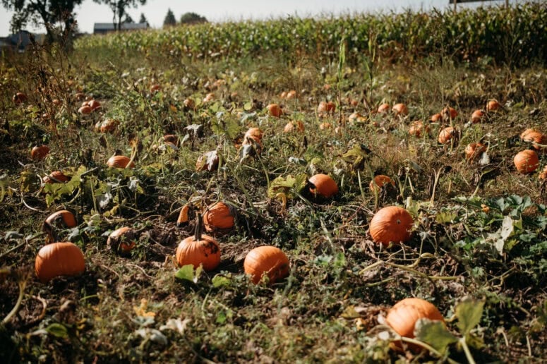 Papa'S Pumpkin Patch