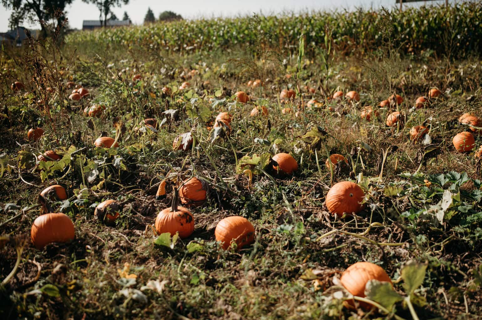 Papa'S Pumpkin Patch