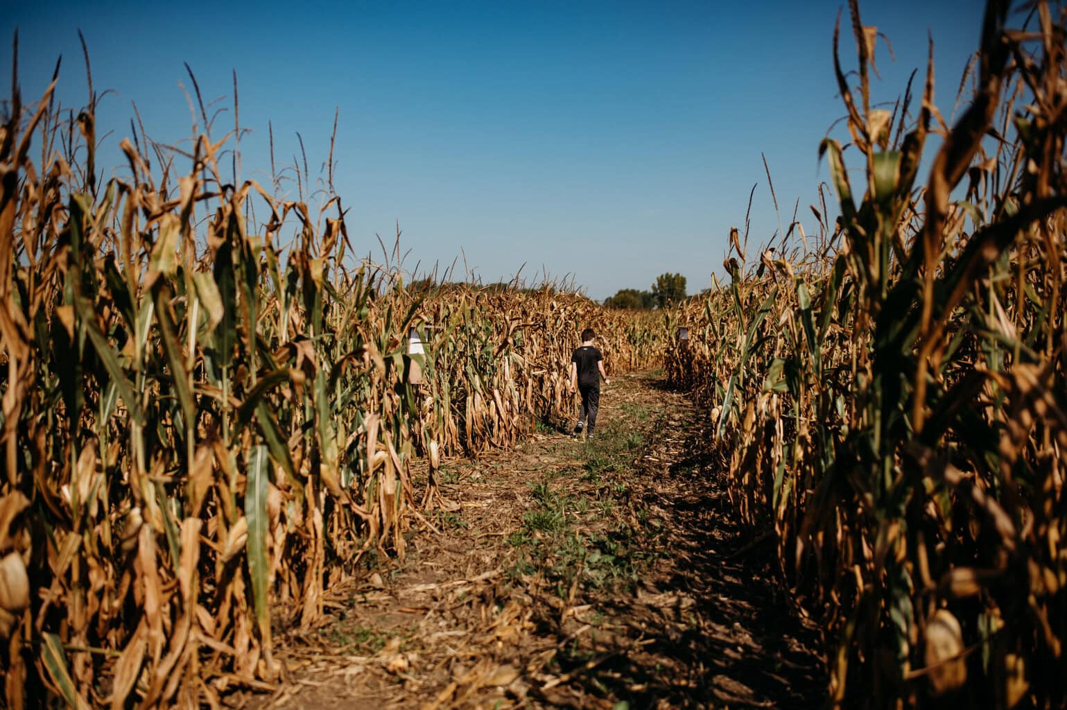 Papa'S Pumpkin Patch