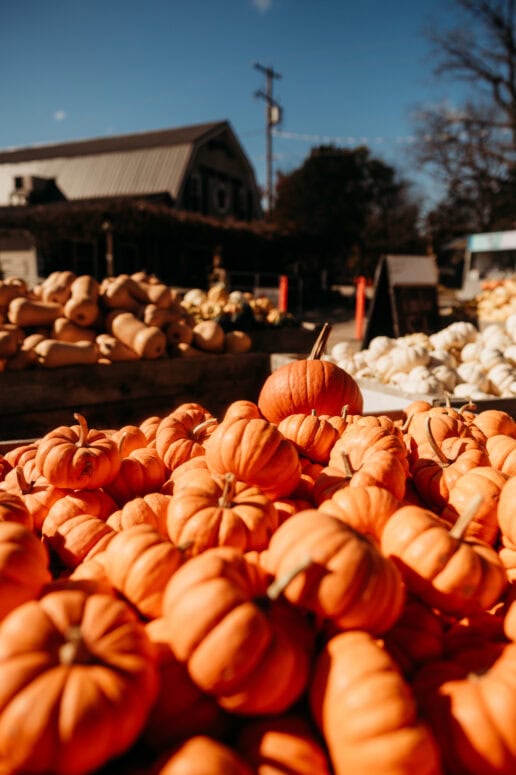 Meckley'S Flavor Fruit Farm