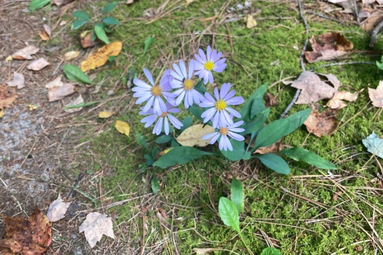 A Blooming Purple Aster.