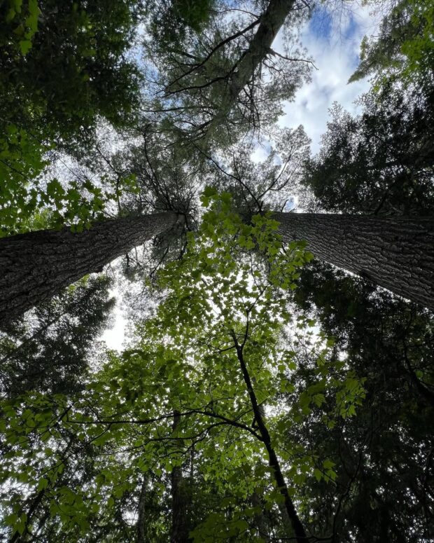 Estivant Pines Nature Sanctuary