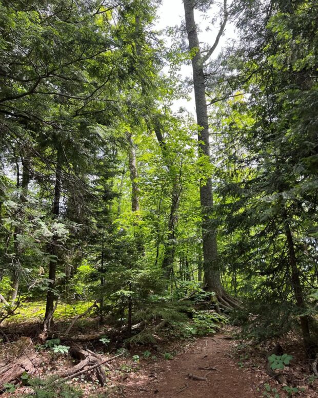 Estivant Pines Nature Sanctuary