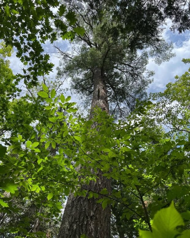 Estivant Pines Nature Sanctuary