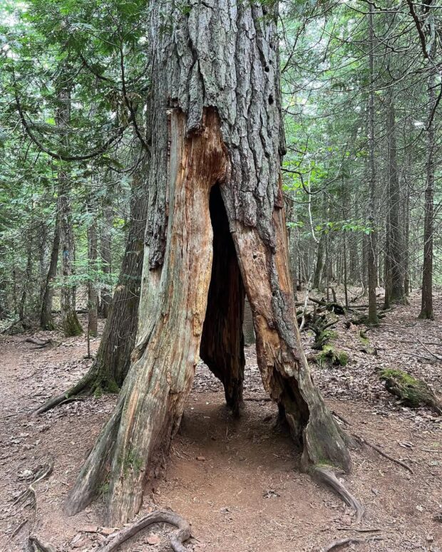 Estivant Pines Nature Sanctuary