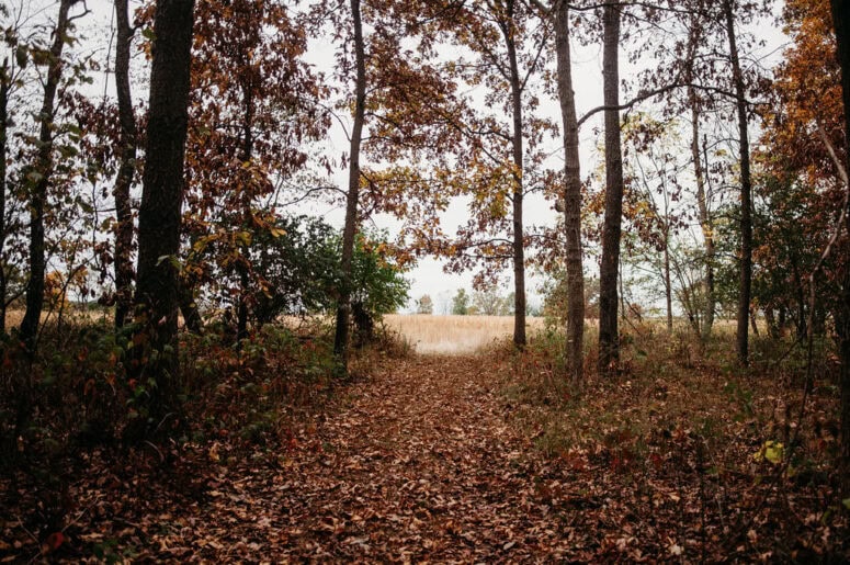 Northfarthing Farms Cottage Hillsdale Michigan Trails Field View