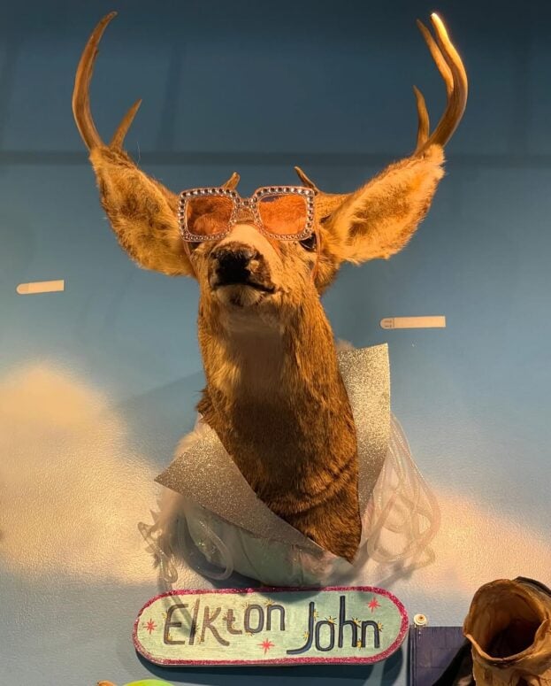The Wacky Taxidermy &Amp; Miniatures Museum