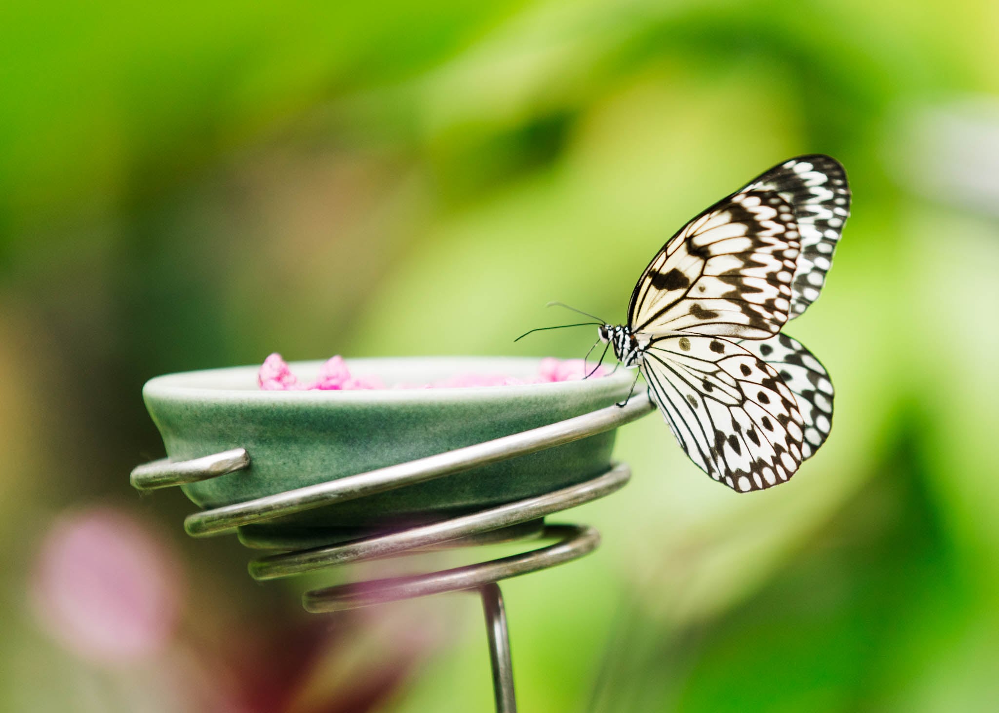 Butterflies At Meijer Gardens (33)