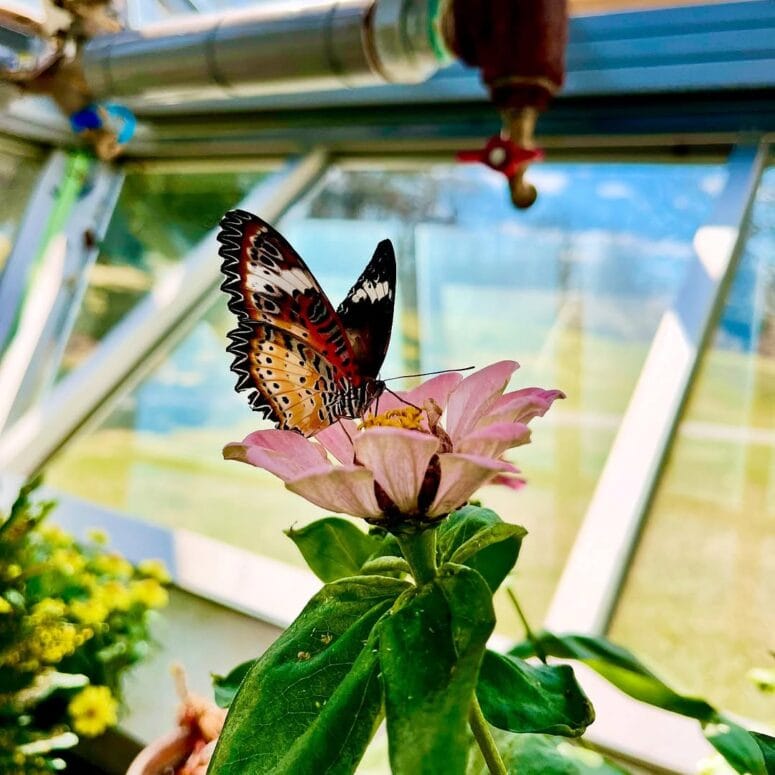 Butterflies In Bloom Dow Gardens Midland