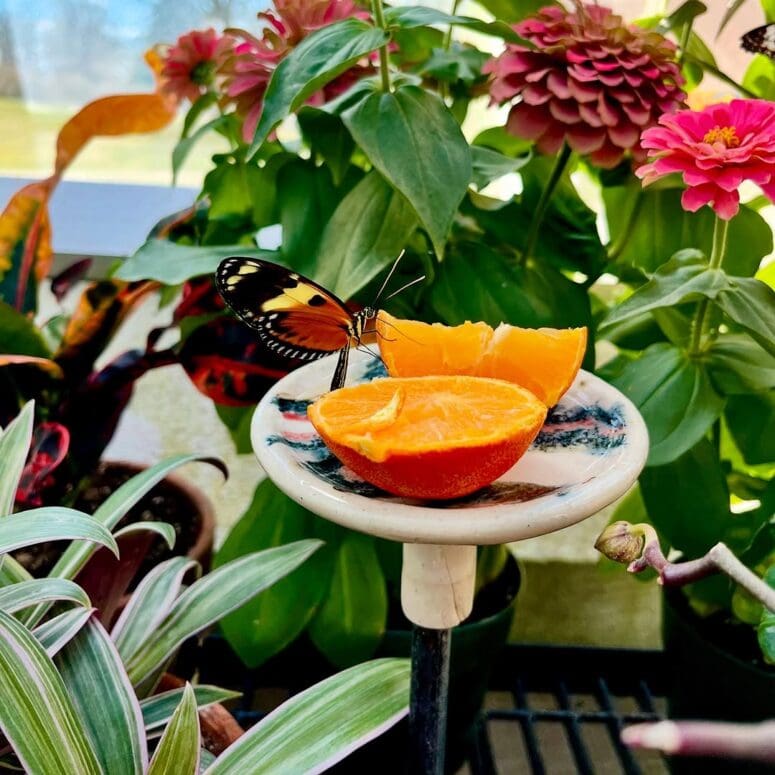 Butterflies In Bloom Dow Gardens Midland