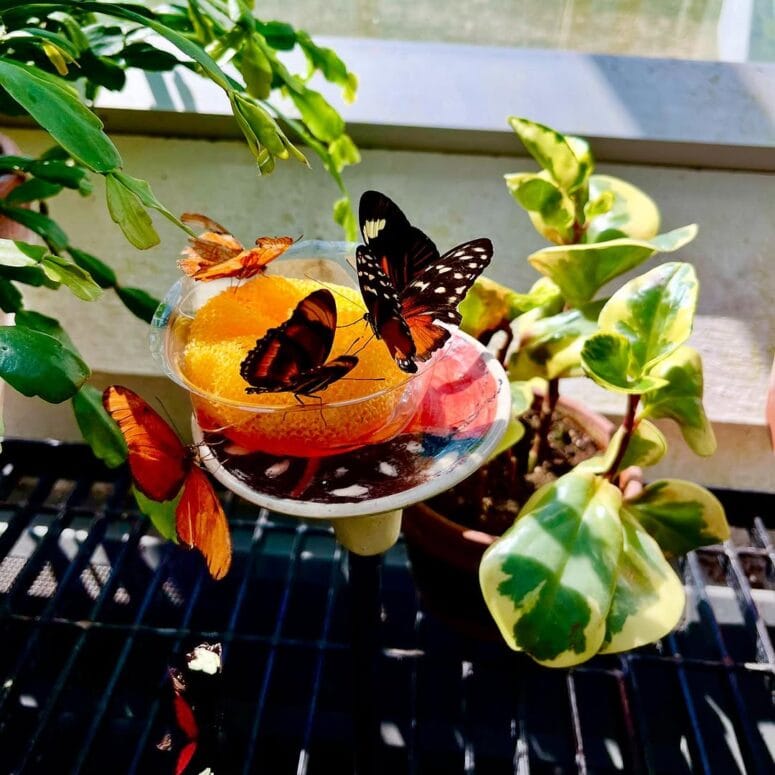 Butterflies In Bloom Dow Gardens Midland