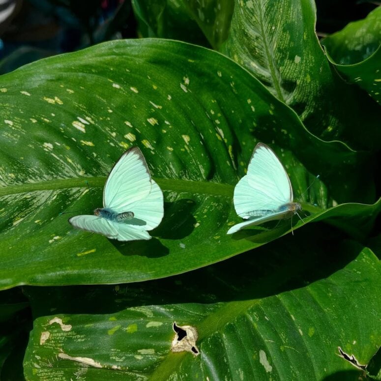 Butterflies In Bloom Dow Gardens Midland