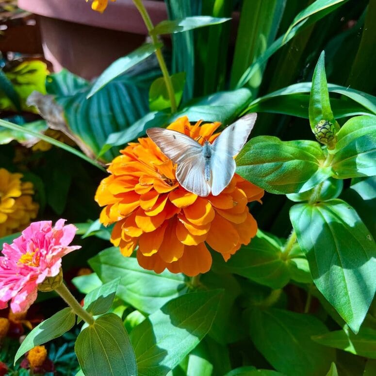 Butterflies In Bloom Dow Gardens Midland